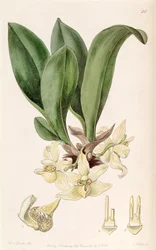 Stenia pallida